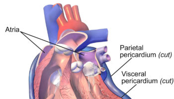 pericardium