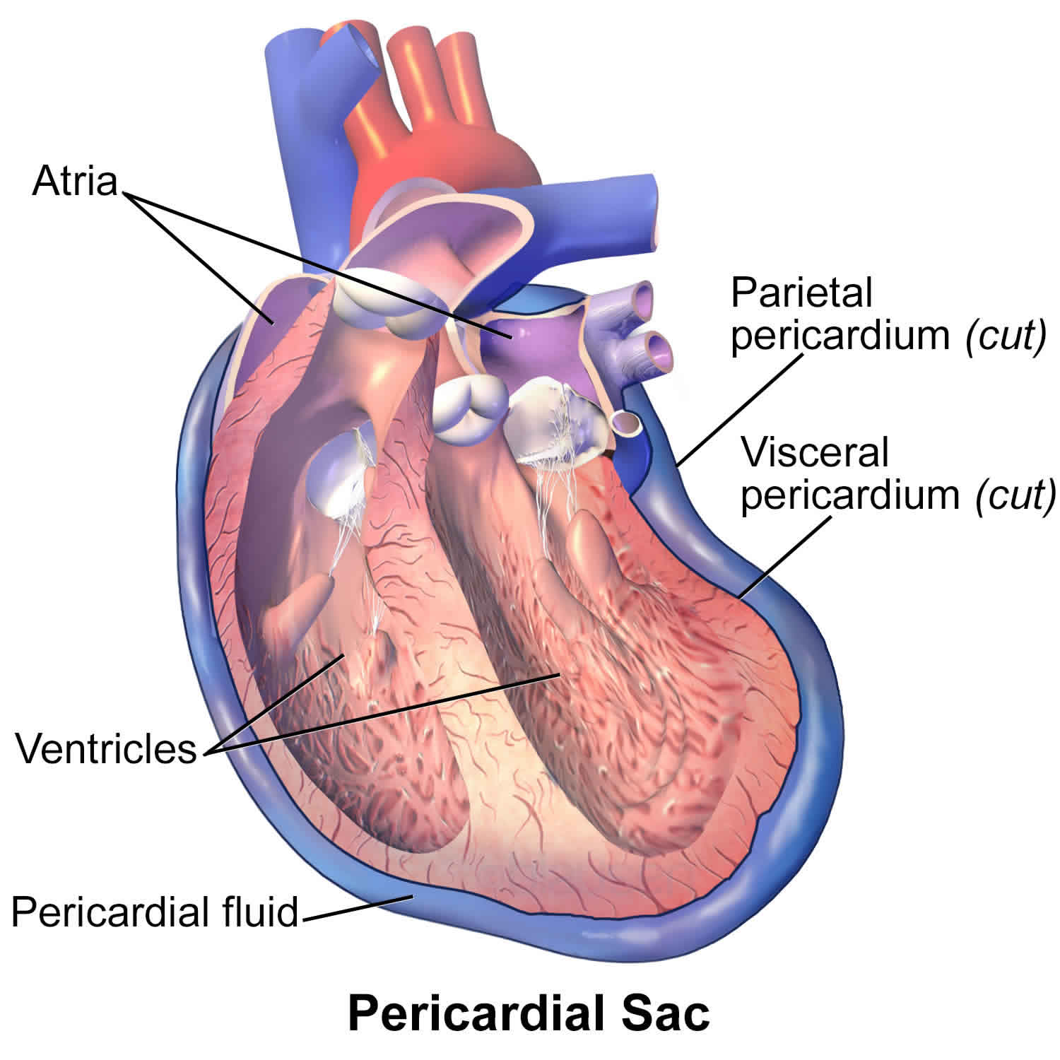 What Is The Root Of Pericardium