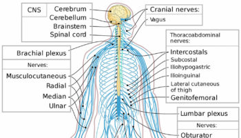 peripheral nervous system