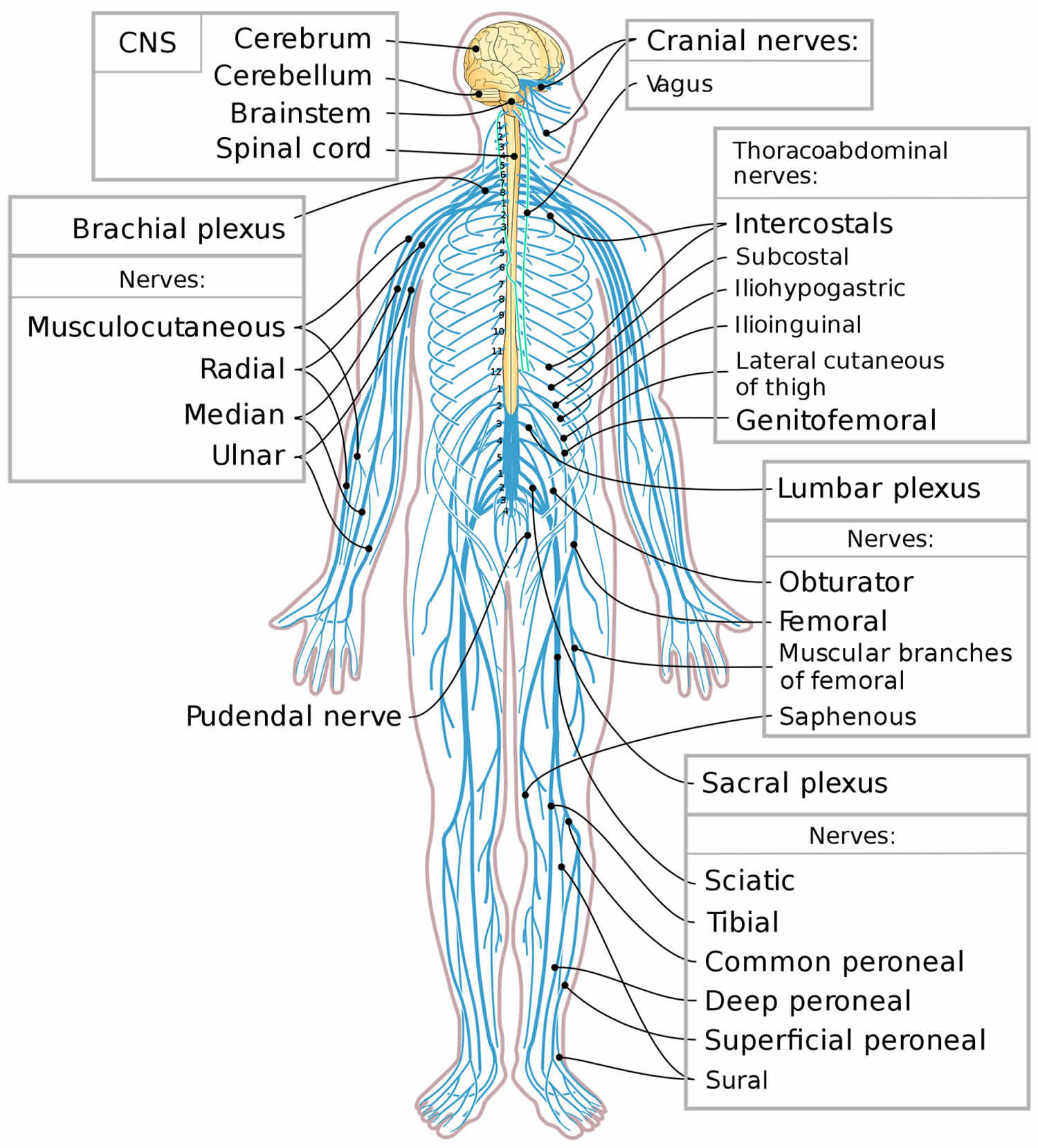 Peripheral Nervous System Anatomy Overview Gross Anatomy Microscopic Hot Sex Picture