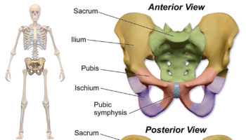 pubic symphysis