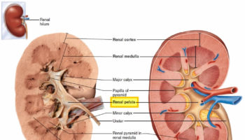 renal pelvis