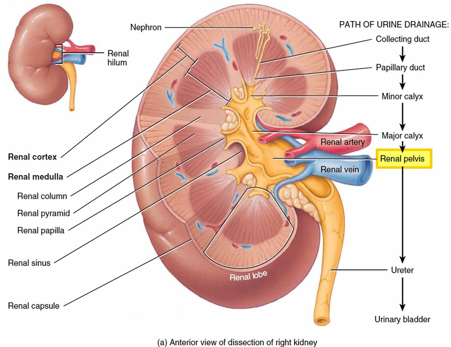 renal pelvis location in body