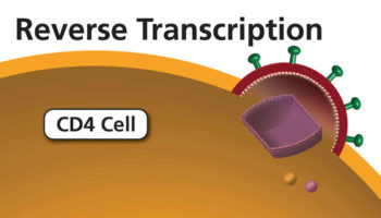 reverse transcriptase