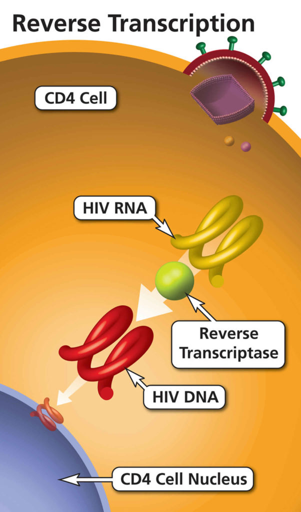 Reverse transcriptase, reverse transcriptase function & reverse ...