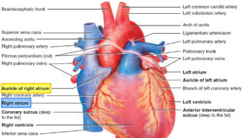 right atrium