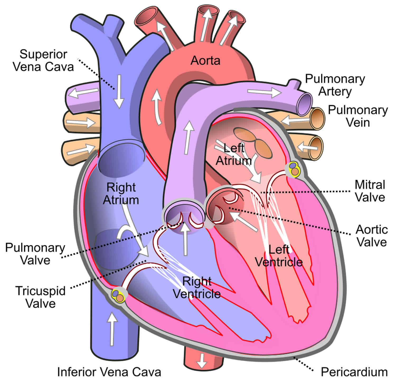 Right atrium anatomy, right atrium function & valves