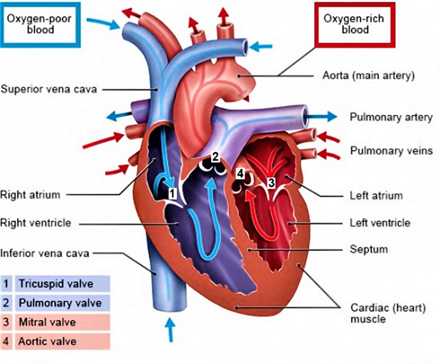 What Is The Other Name For The Right Atrioventricular Valve