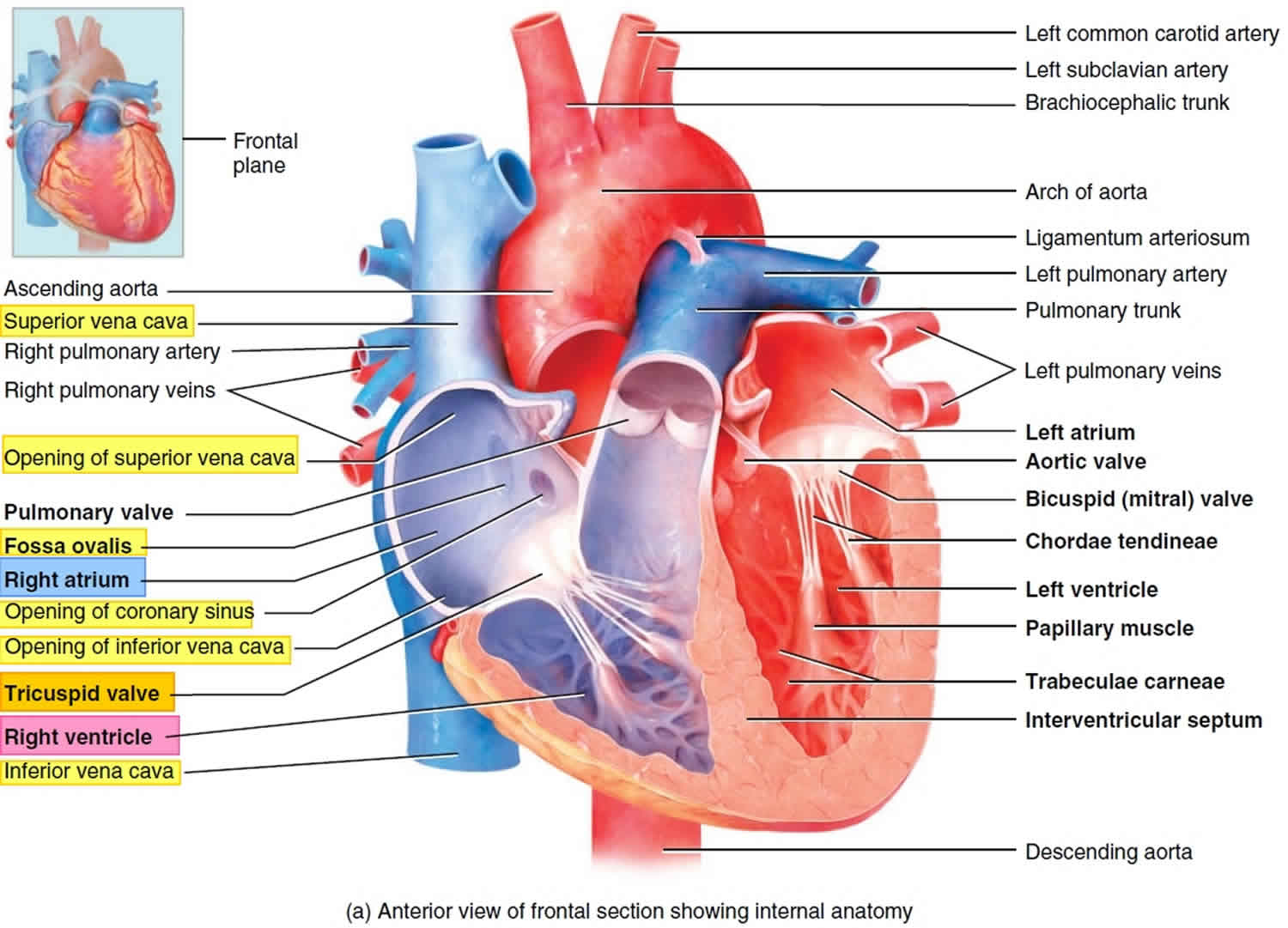 sulcus terminalis heart