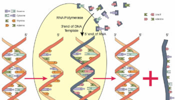 rna polymerase function