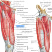 sartorius muscle