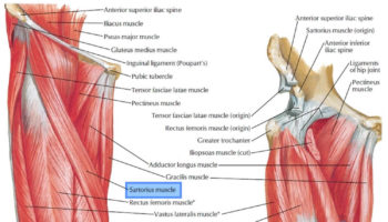 sartorius muscle