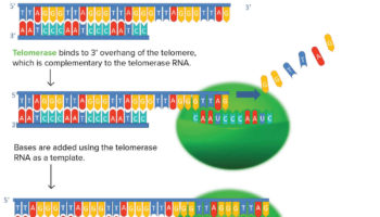 telomerase