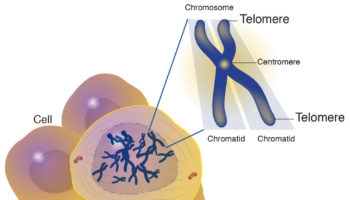 telomere