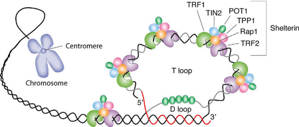 Telomere, telomere length, function & telomere structure