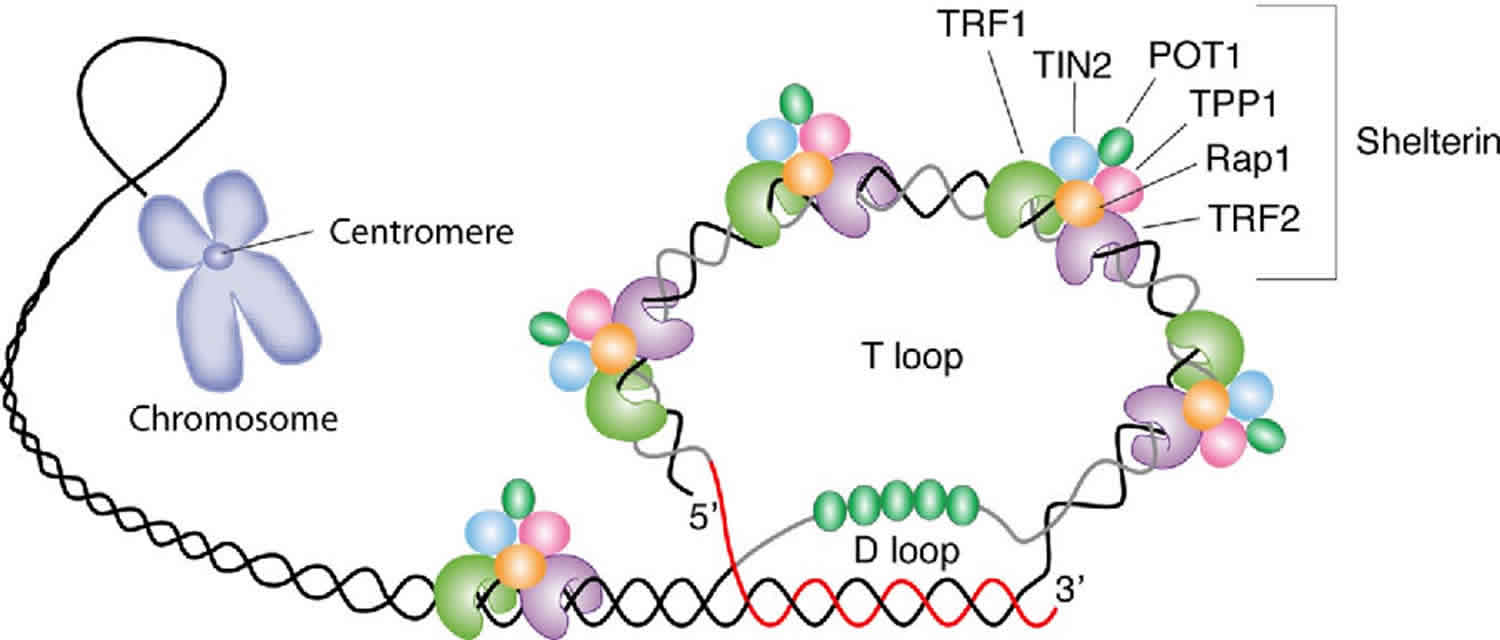 telomere structure