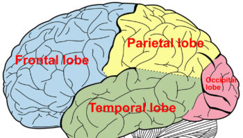 temporal lobe