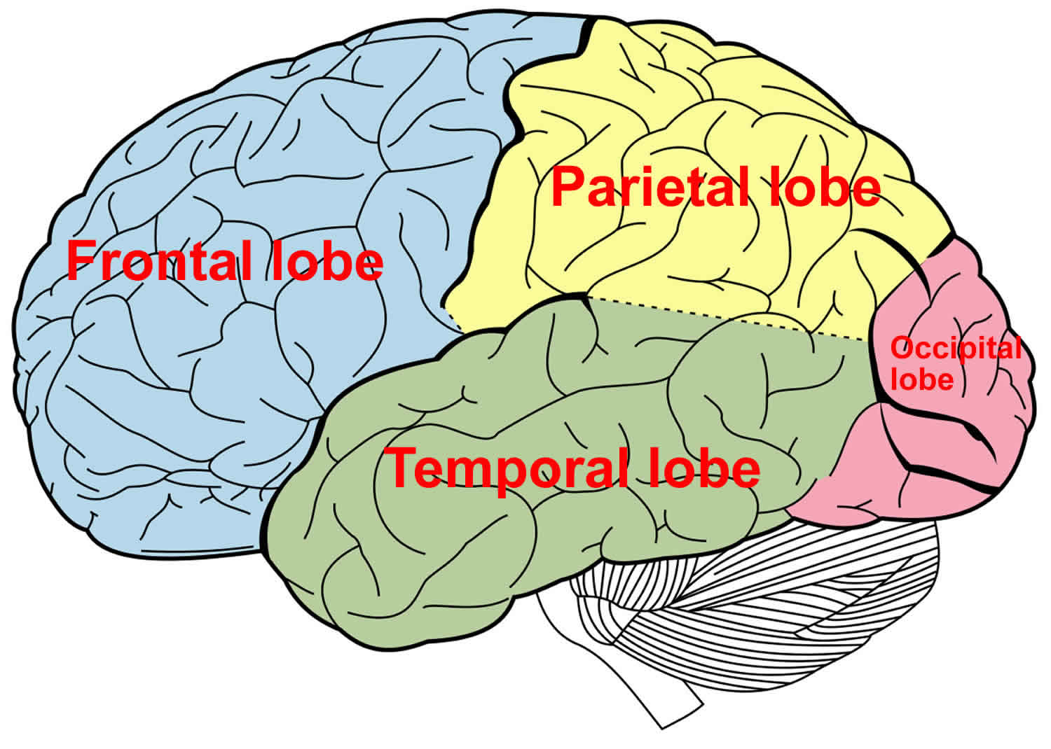 Temporal lobe anatomy, location, function, damage & epilepsy