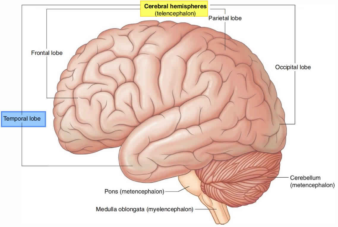 Temporal lobe anatomy, location, function, damage & epilepsy