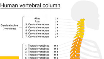 thoracic spine