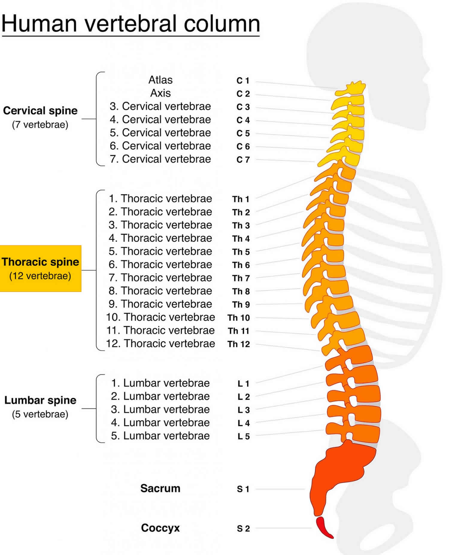 The Vertebral Column Chart 20x26 Human Spine Thoracic Vertebrae ...