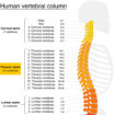 thoracic vertebrae