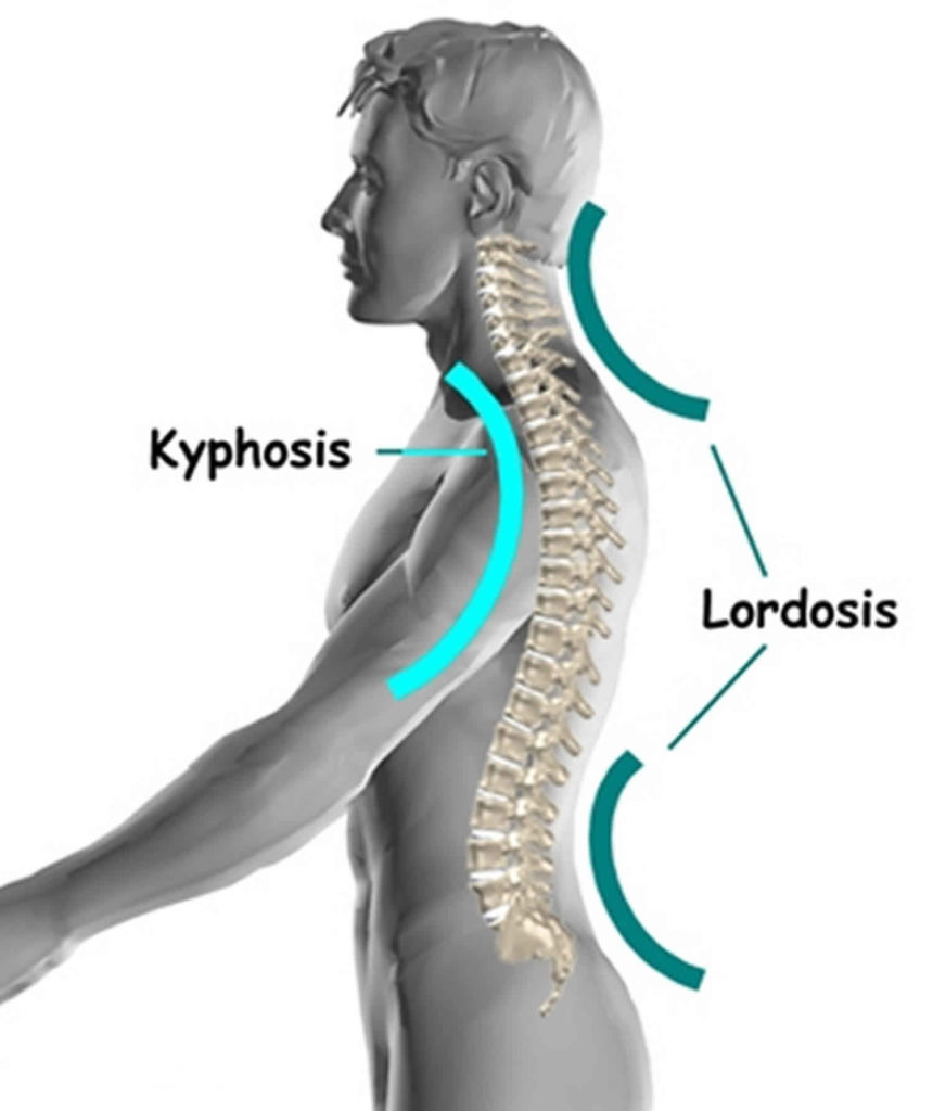Thoracic vertebrae anatomy, function & thoracic vertebrae injury