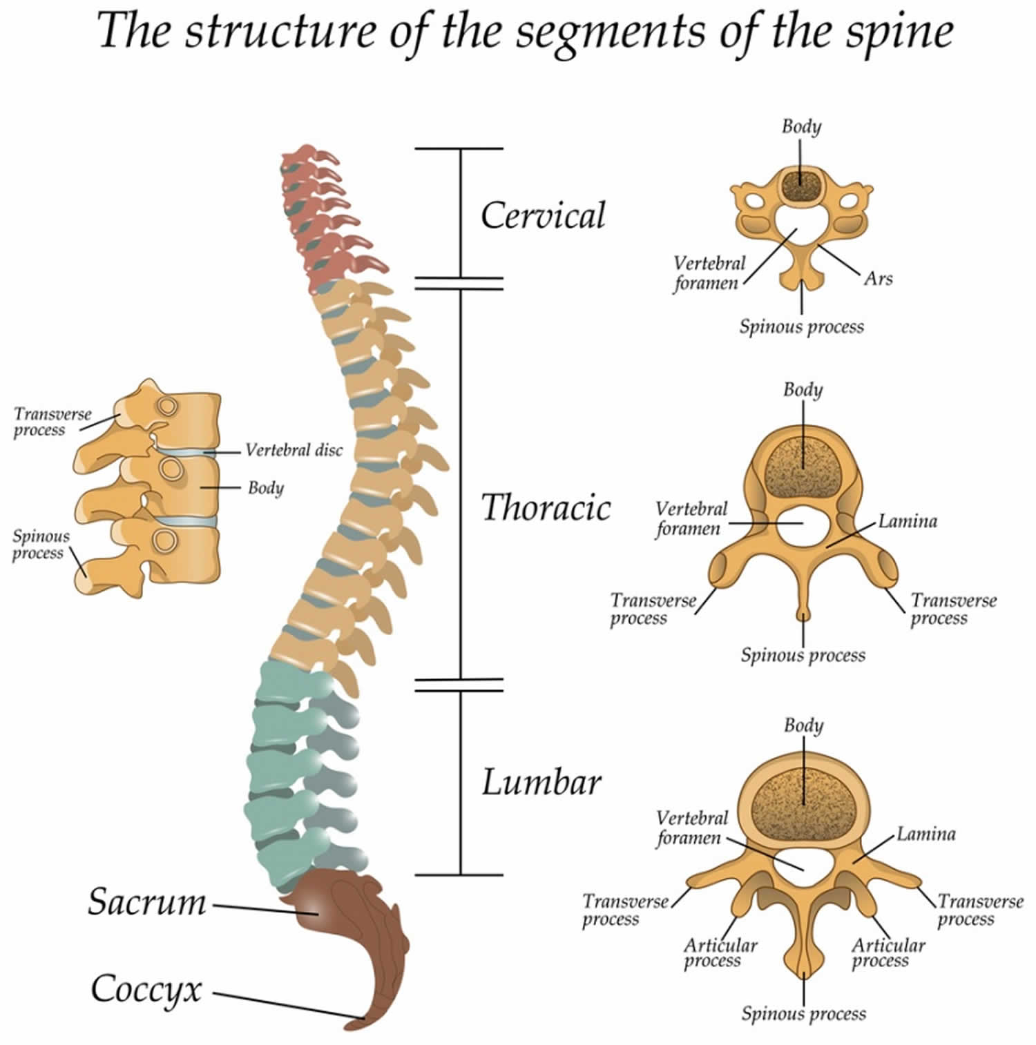 thoracic vertebrae vertebral arch