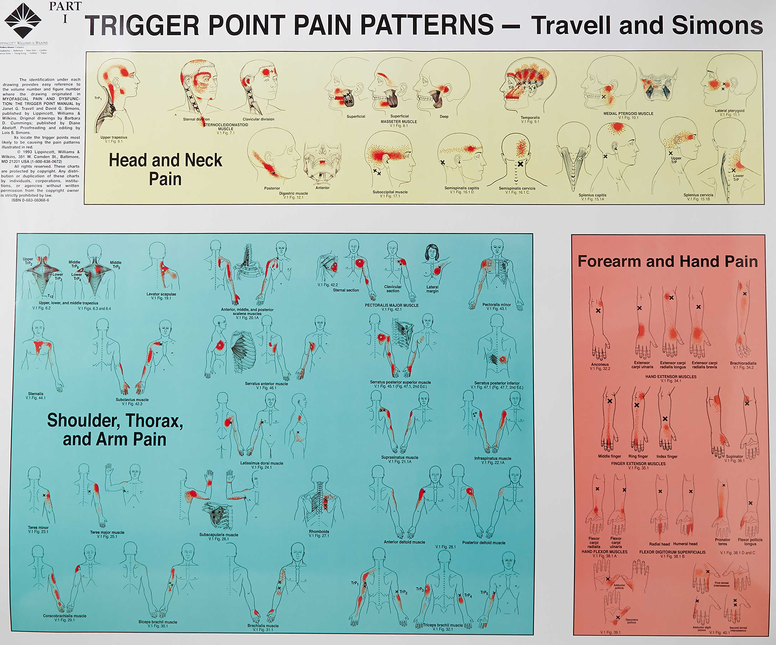 Muscle Pressure Points Chart
