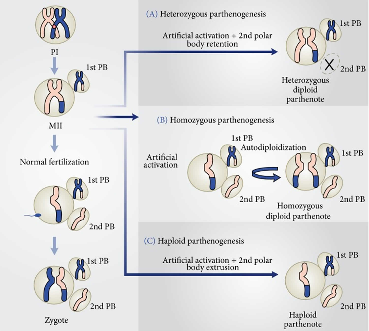 types of parthenogenesis