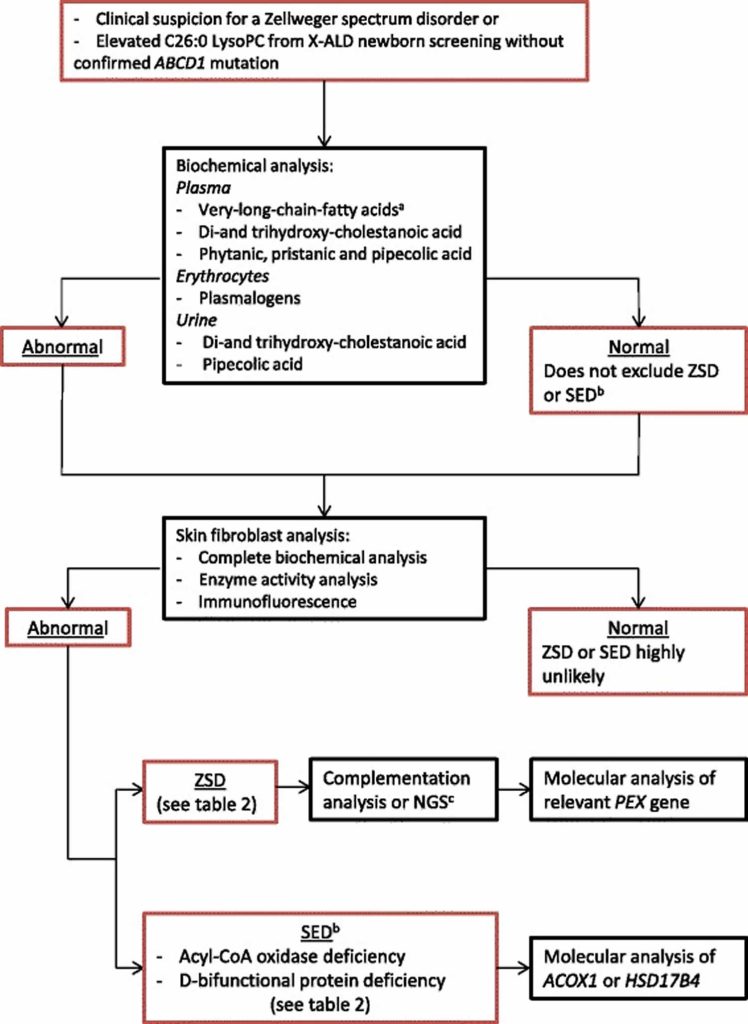 Zellweger Syndrome Causes, Symptoms, Diagnosis, Treatment & Life Expectancy