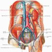 Inferior vena cava