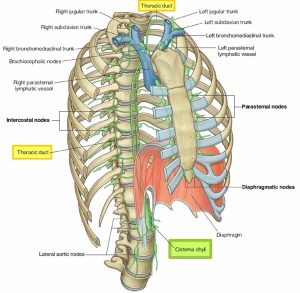 Thoracic duct anatomy, thoracic duct drainage & function