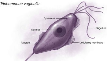 Trichomonas-vaginalis