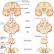 Upper-motor-neuron