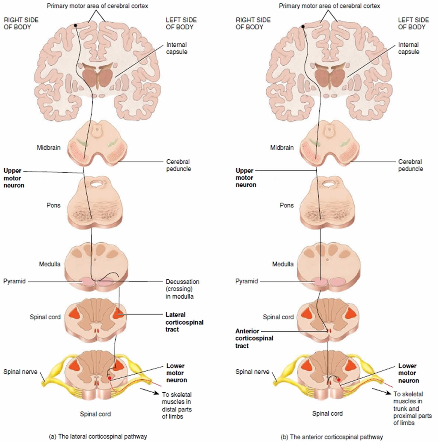 Corticospinal pathways