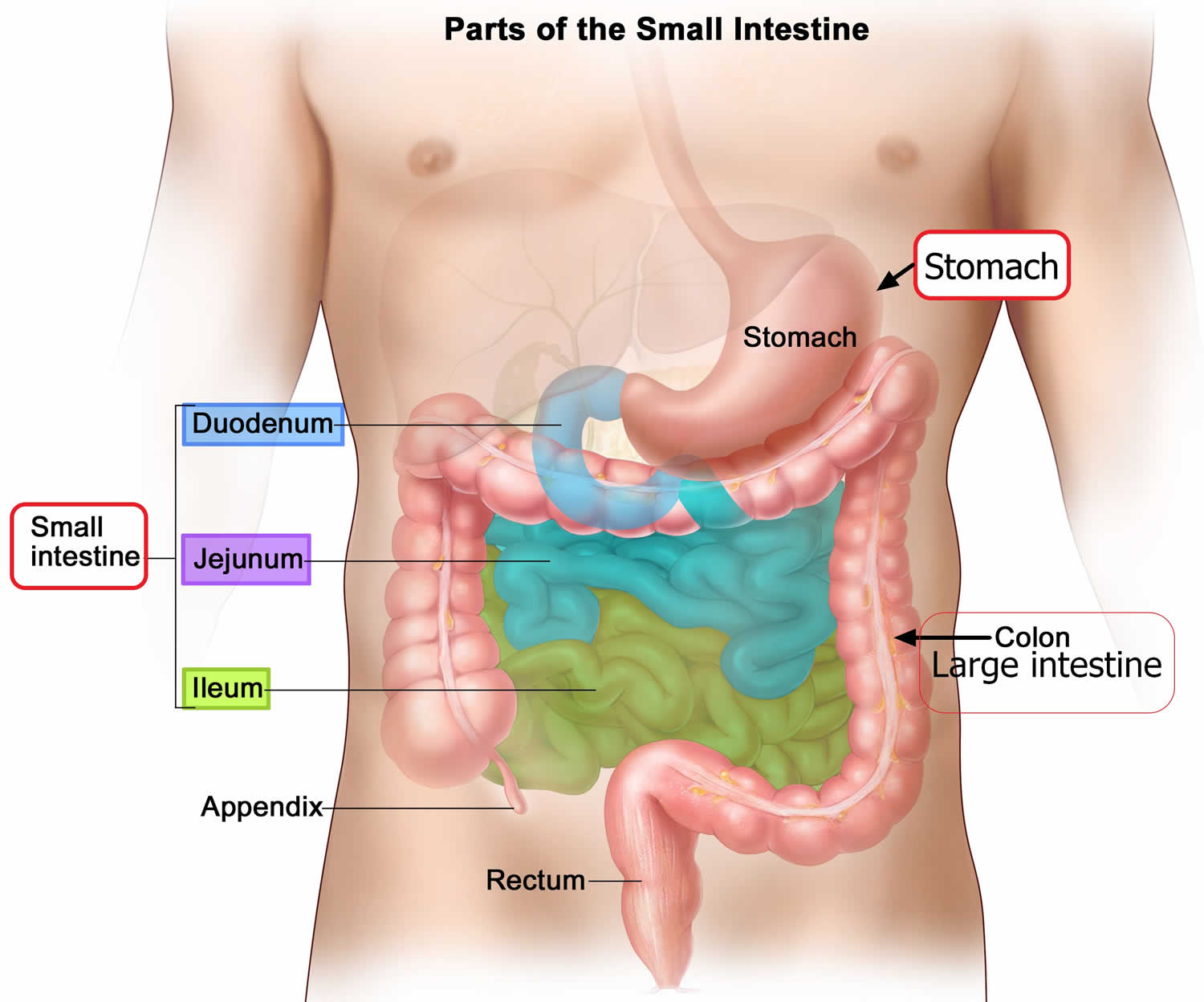 Parts of the small intestine