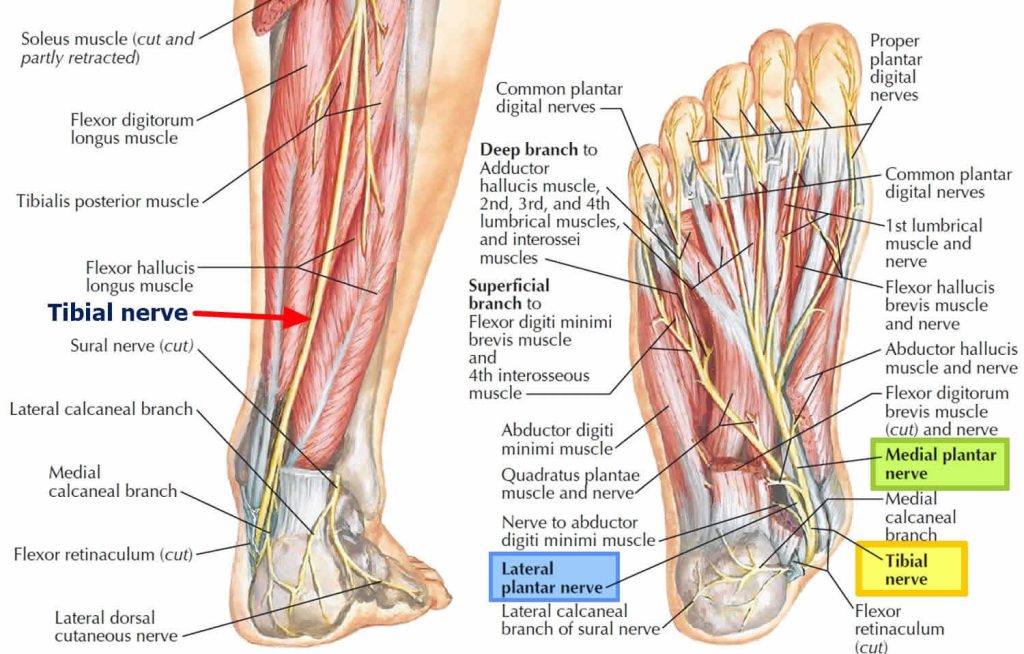 Tinel sign definition, tinel's sign test & positive tinel sign