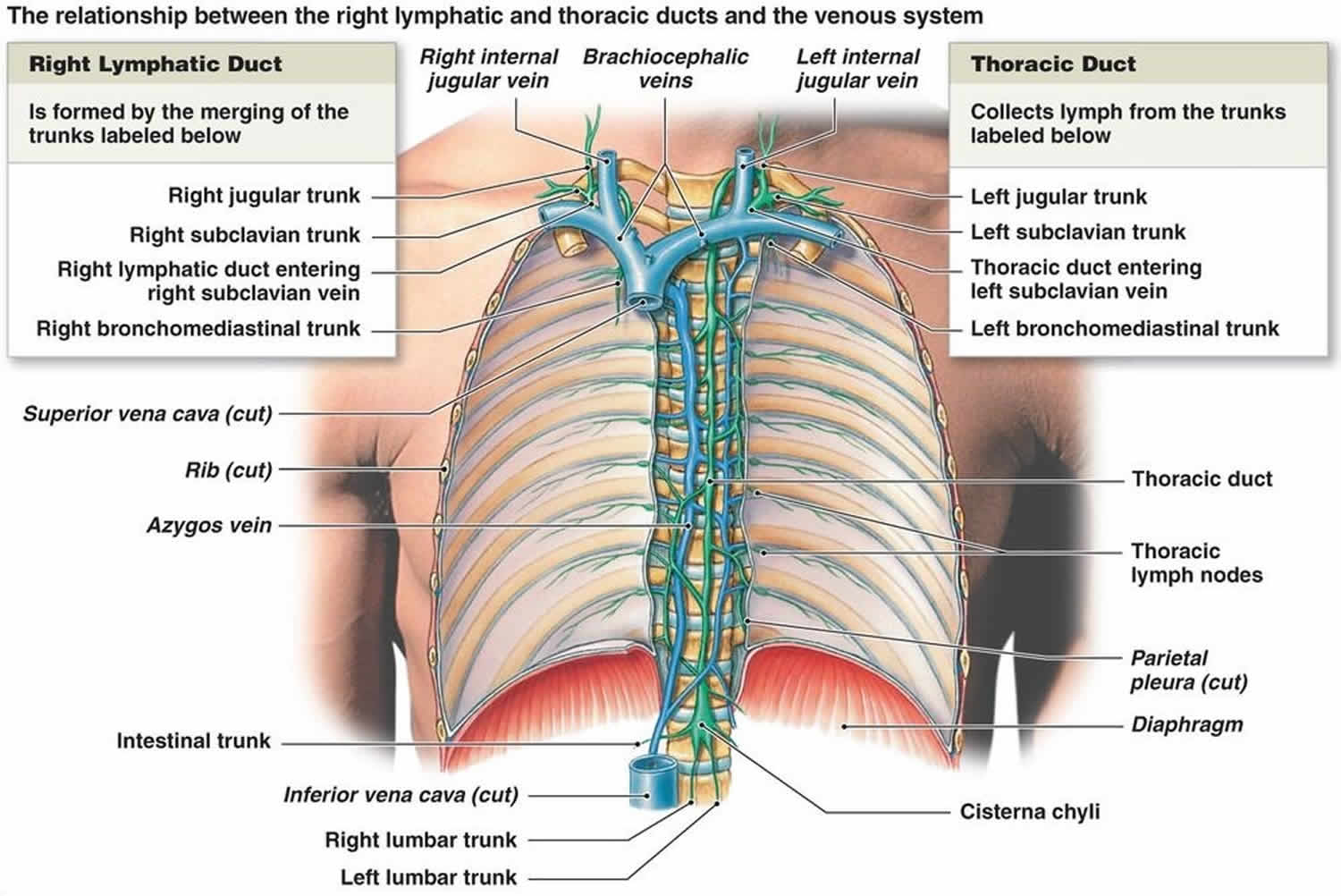 Thoracic duct
