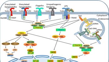 toll-like-receptors