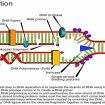 topoisomerase