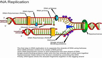 topoisomerase