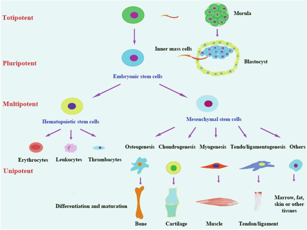 Totipotent Cells Defined Totipotent Vs Pluripotent Vs Multipotent Stem Cells