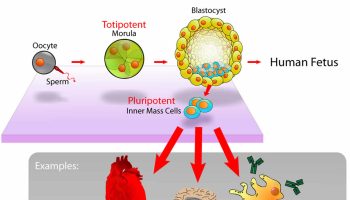 totipotent-stem-cells