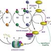 ubiquitin