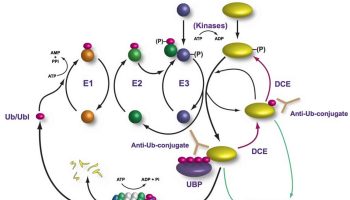 ubiquitin