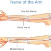 ulnar-nerve