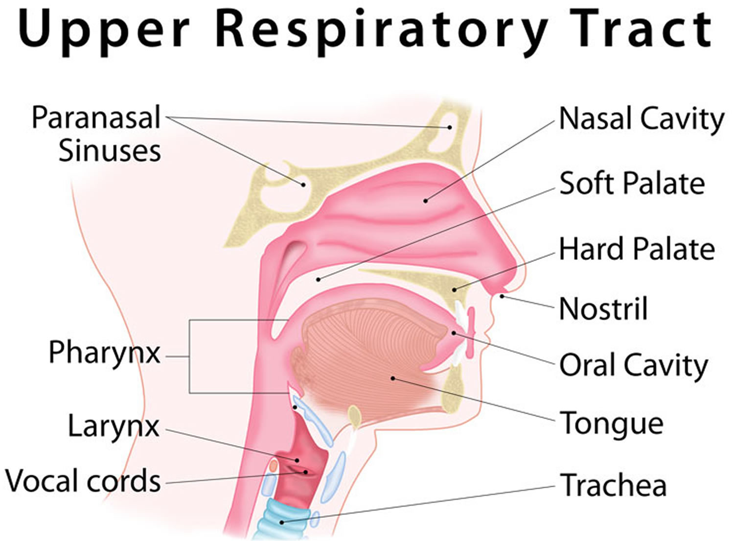 Upper respiratory infection