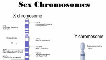 x-chromosome