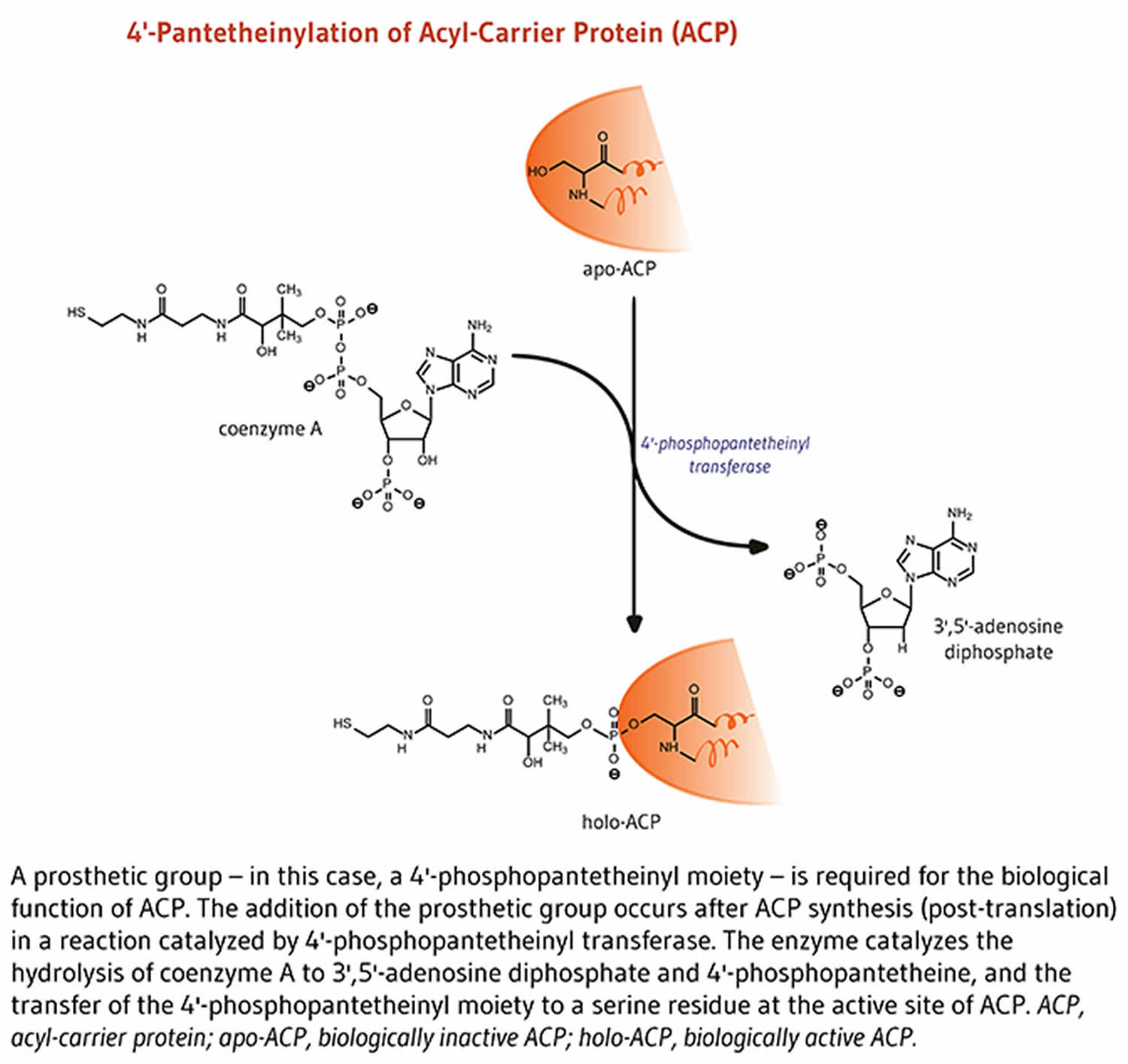 Acyl-carrier protein function